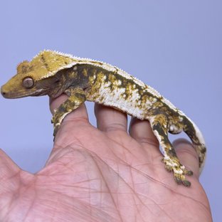 트라이 익스트림할리퀸