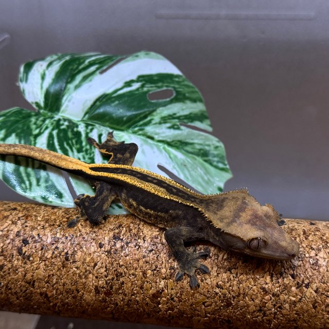 슈퍼스트라이프 엠티백