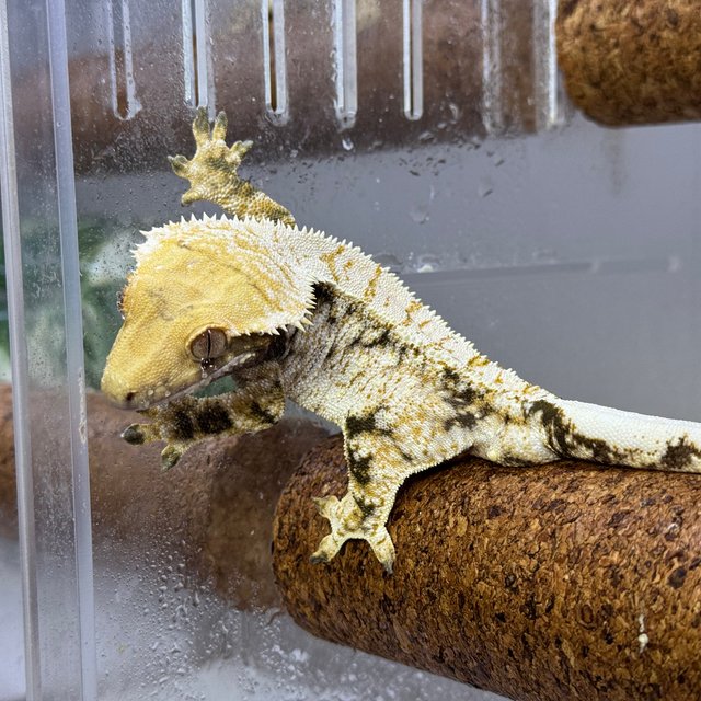 트라이 익스트림할리퀸