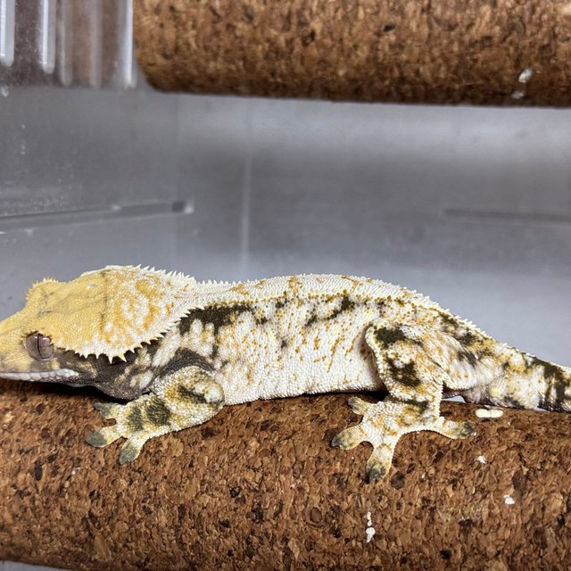 트라이 익스트림할리퀸