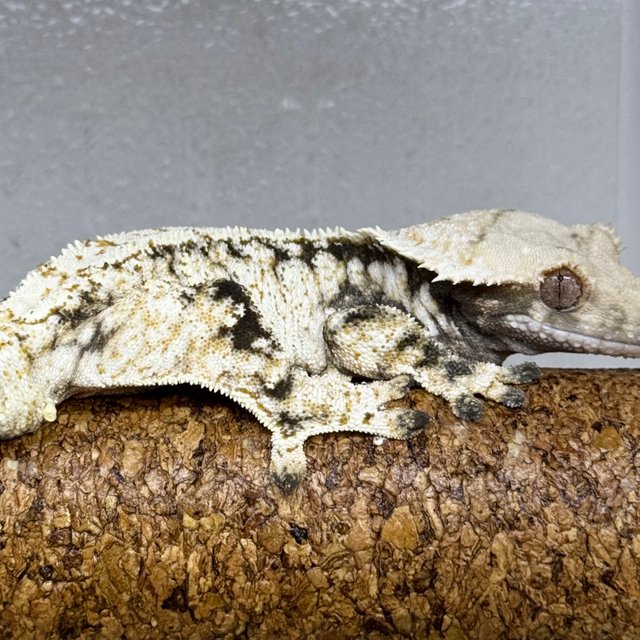 트라이 익스트림할리퀸