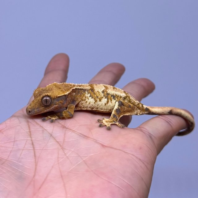 트라이 익스트림할리퀸