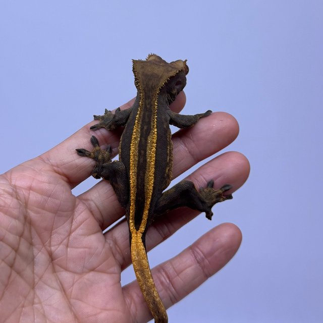 슈퍼스트라이프 엠티백