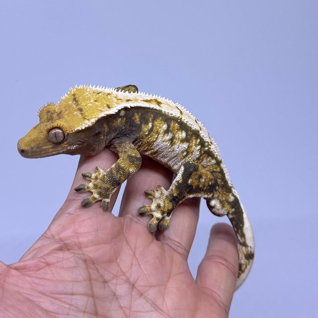 트라이 익스트림할리퀸