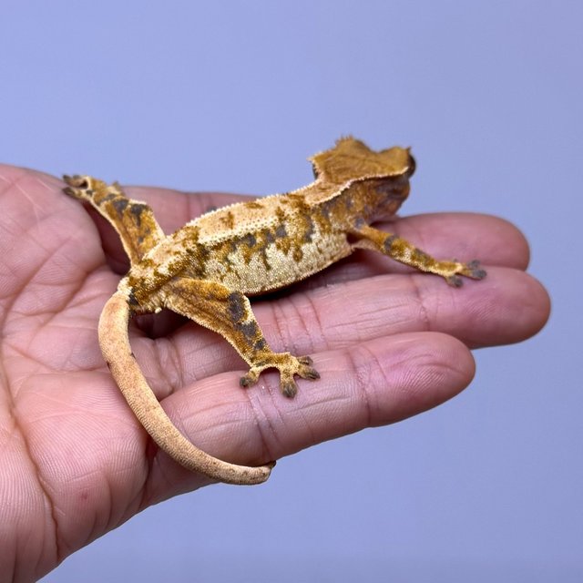 트라이 익스트림할리퀸