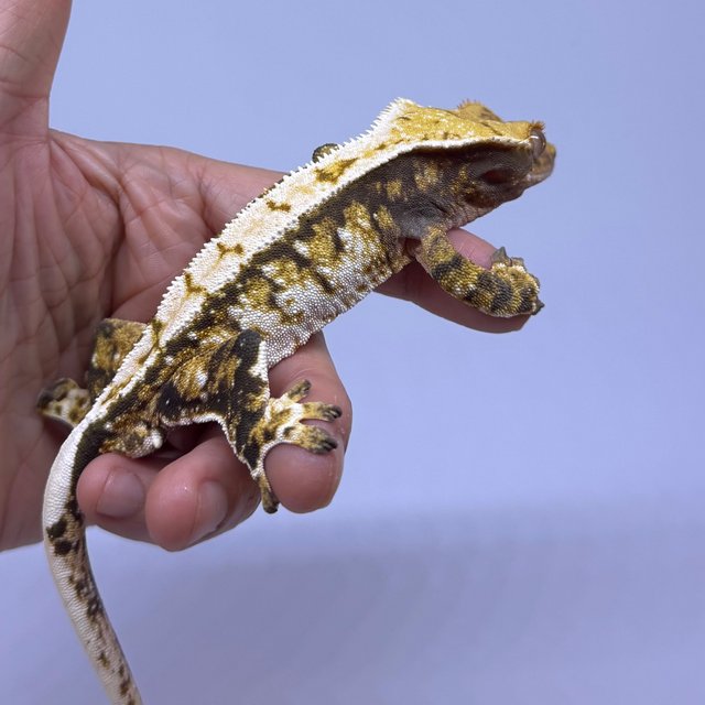 트라이 익스트림할리퀸