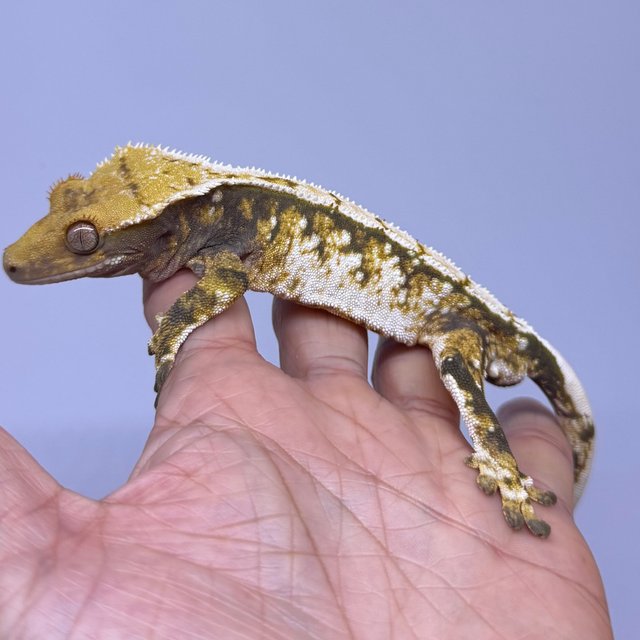 트라이 익스트림할리퀸