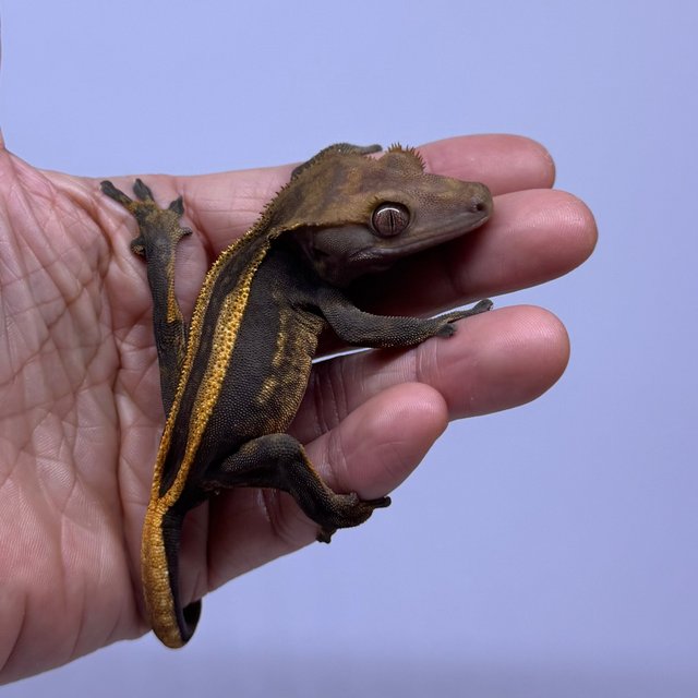 슈퍼스트라이프 엠티백