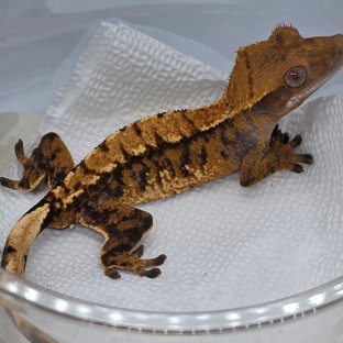 트라이 익스트림할리퀸 텐저린