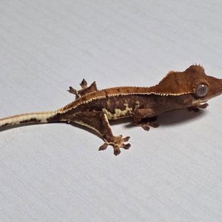 릴리화이트 레드