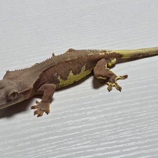 레드 릴리화이트