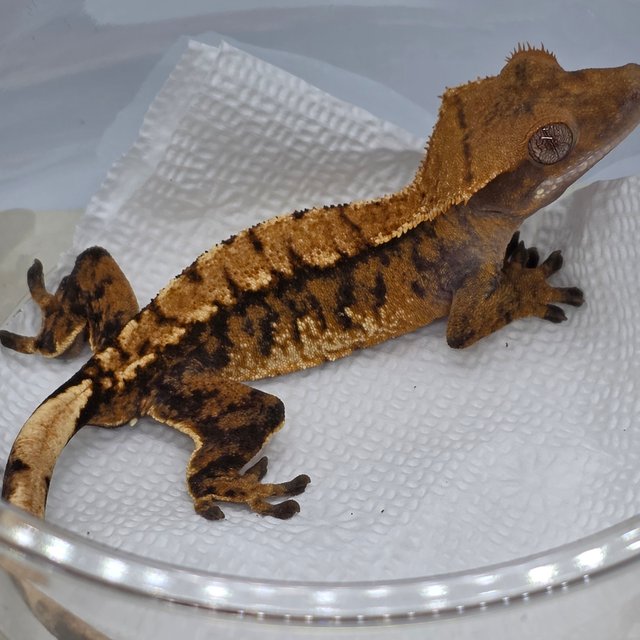 트라이 익스트림할리퀸 텐저린