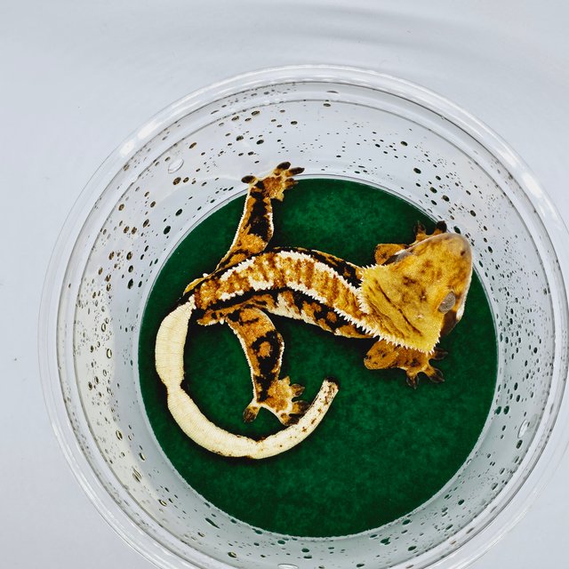 트라이 익스트림할리퀸 텐저린