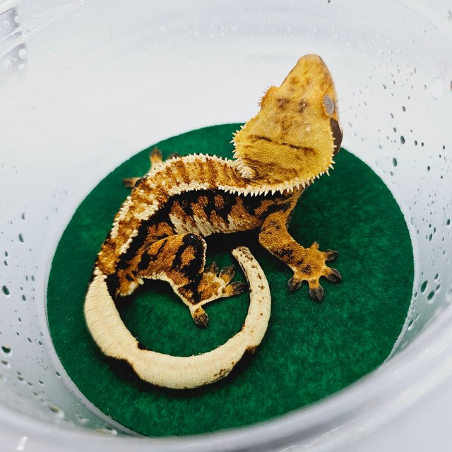 트라이 익스트림할리퀸 텐저린