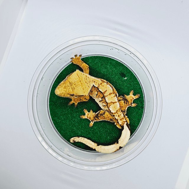 트라이 익스트림할리퀸 텐저린