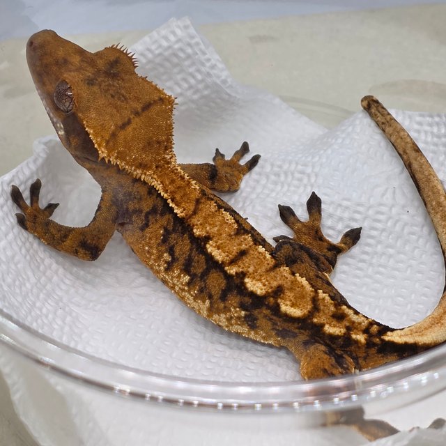 트라이 익스트림할리퀸 텐저린