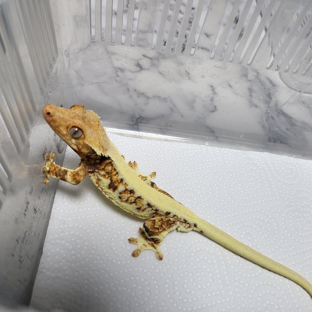 릴리화이트 트라이 풀핀