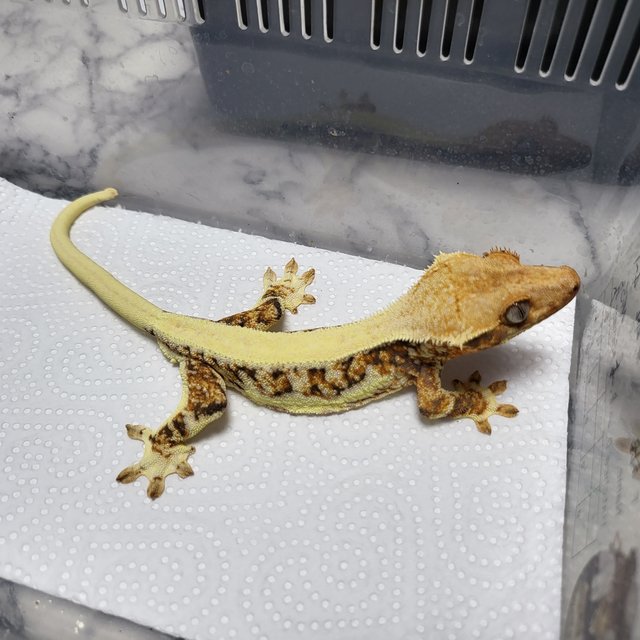 릴리화이트 트라이 풀핀