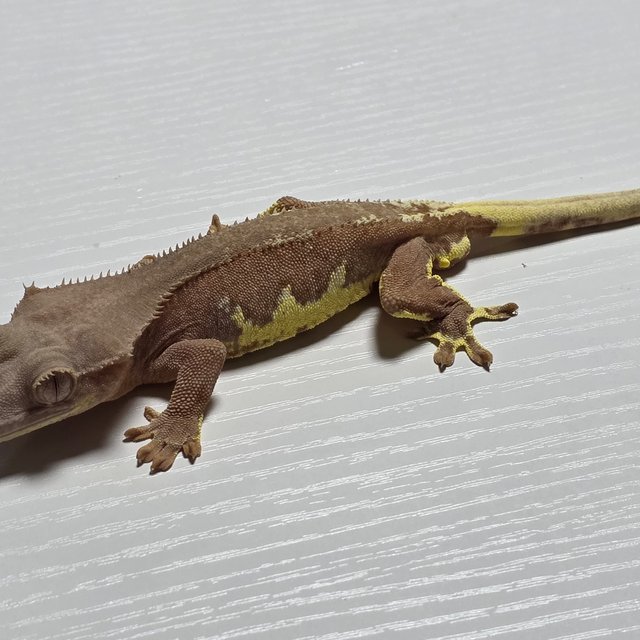 레드 릴리화이트