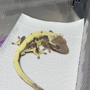 릴리 세이블 100%헷아잔틱