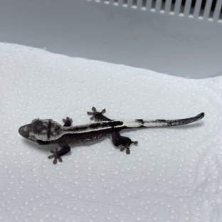 아잔틱