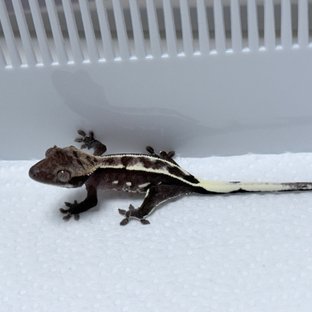 아잔틱