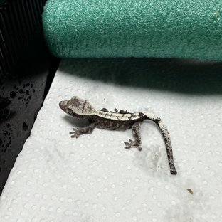 아잔틱