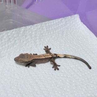 세이블 100%헷아잔틱