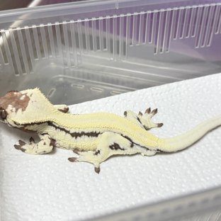 릴리 세이블 100%헷아잔틱 솔리드백