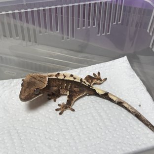 세이블 100%헷아잔틱