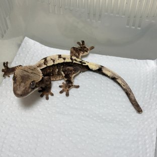 Sable 100% Het Axanthic