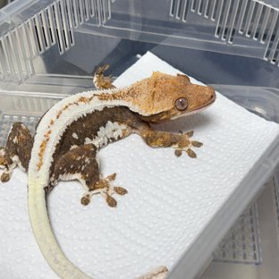 Lilly 100% Het Axanthic