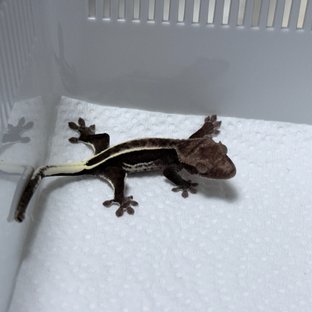 아잔틱 풀핀