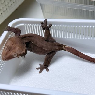 Axanthic