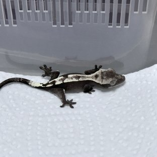 Sable Axanthic