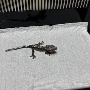아잔틱