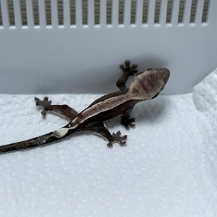 아잔틱