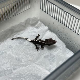 아잔틱