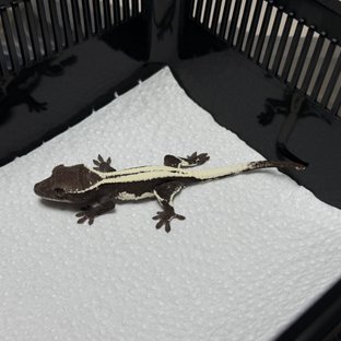 세이블 릴잔틱 릴리 세이블 아잔틱