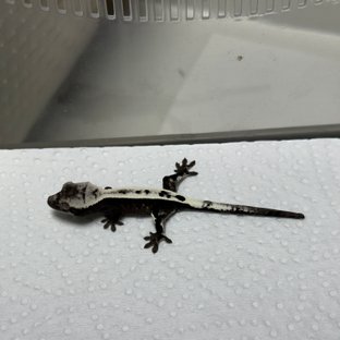 세이블 아잔틱