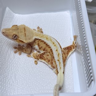 Lilly 100% Het Axanthic