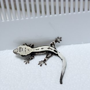 세이블 아잔틱