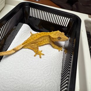 헷핀
