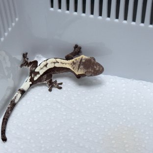 세이블 아잔틱