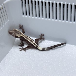 세이블 아잔틱