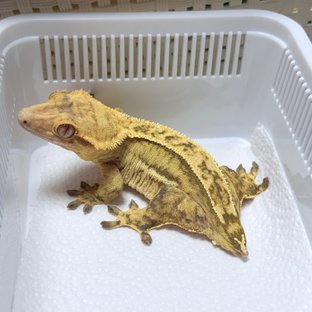 100% Het Axanthic Quad