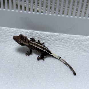 아잔틱 풀핀