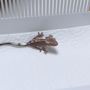 아잔틱