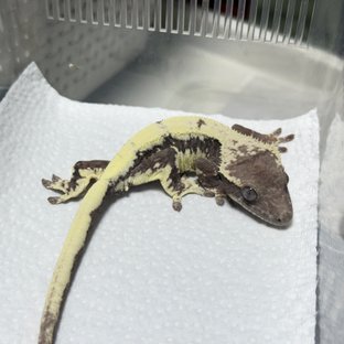 릴리 세이블 100%헷아잔틱 세이블 릴리100%헷아잔틱