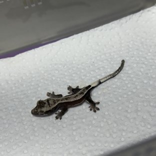 아잔틱 핀스트라이프